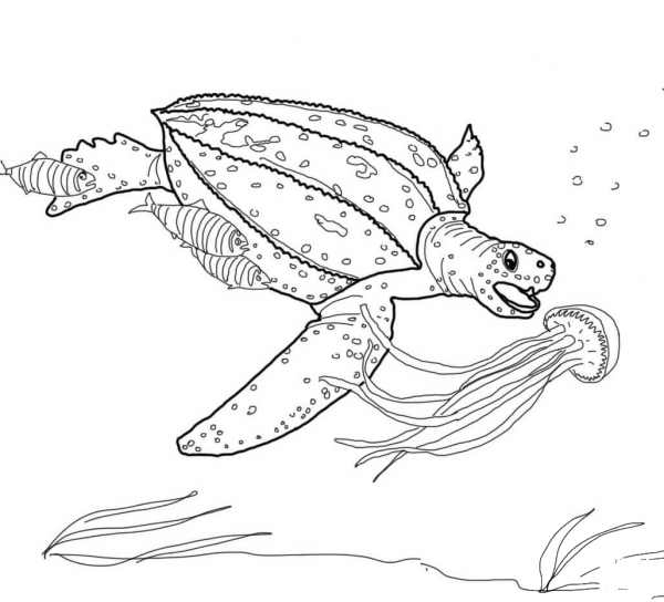Leatherback Turtle Hunting Jellyfish coloring page image