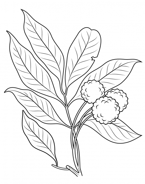 Lechee Branch coloring page image