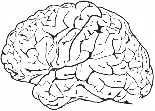 Left Hemisphere Cerebrum coloring page image