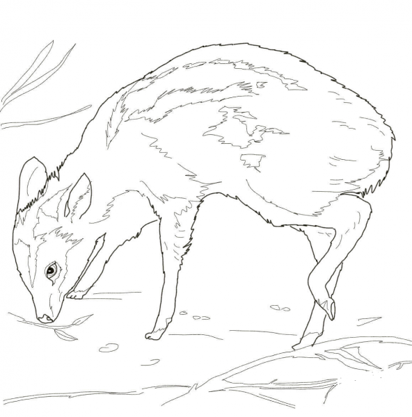 Leg Poppin Mouse Deer coloring page image