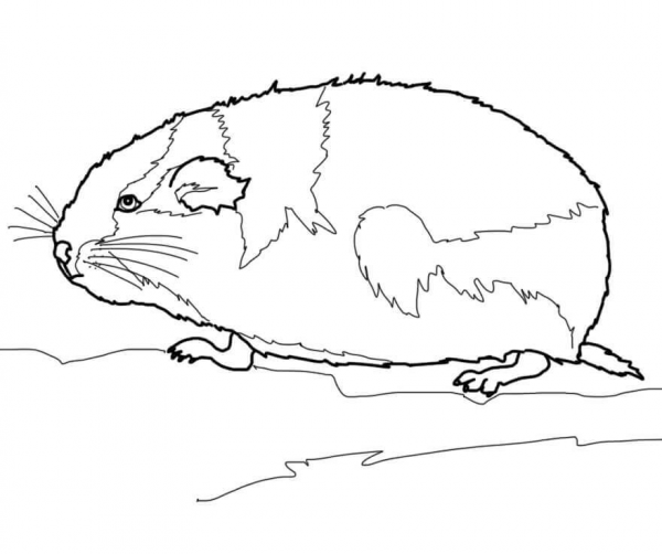 Lemming Arctic Rodent coloring page image