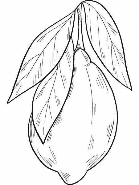 Lemon coloring page image