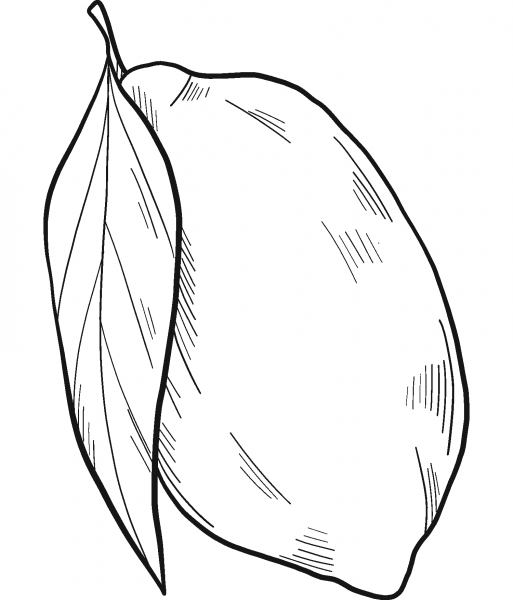 Lemon coloring page image