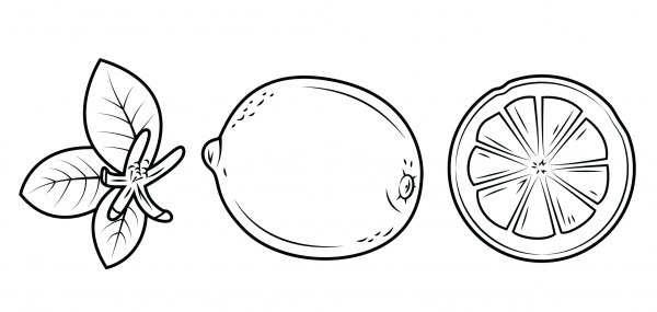 Lemon Leaves, Whole Lemon and Its Cross Section coloring page image