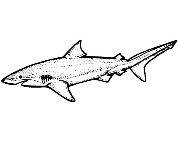 Lemon Shark coloring page image
