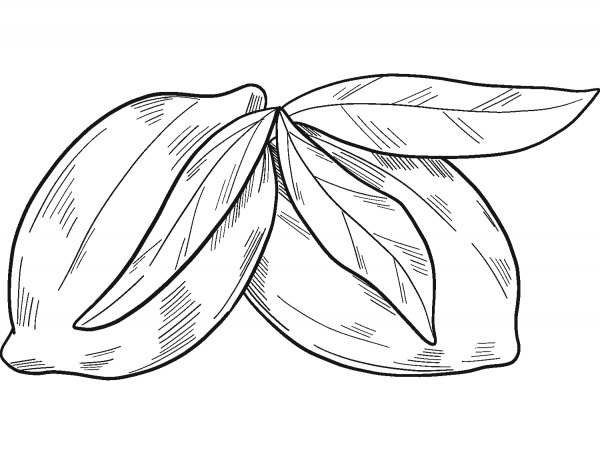 Lemons coloring page image