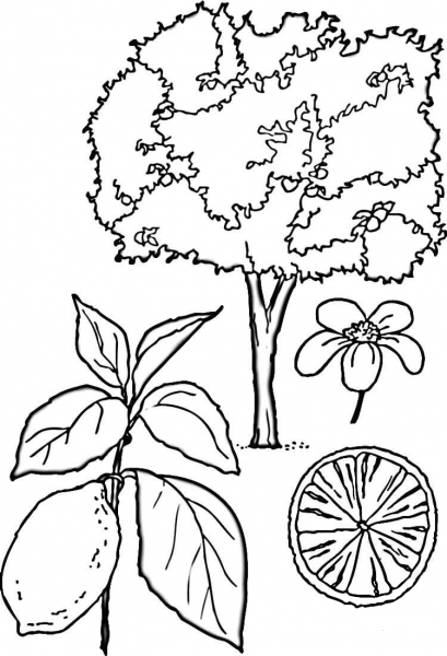 Lemons Tree  coloring page image