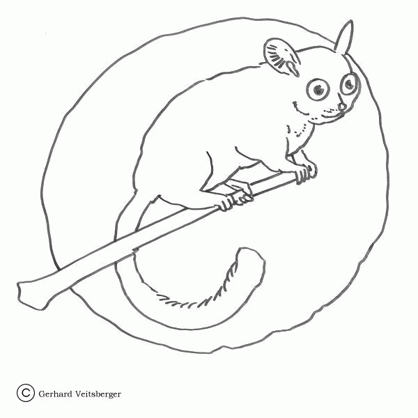 Lemur on the Tree  coloring page image