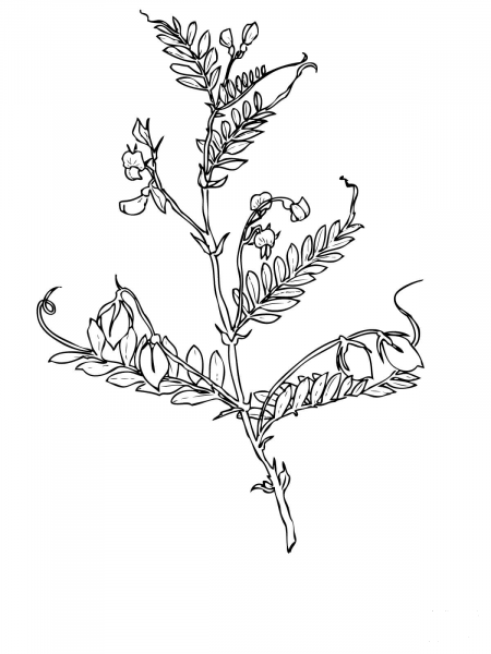 Lentils Bean coloring page image