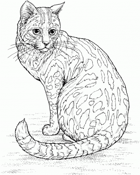 Leopard Cat coloring page image