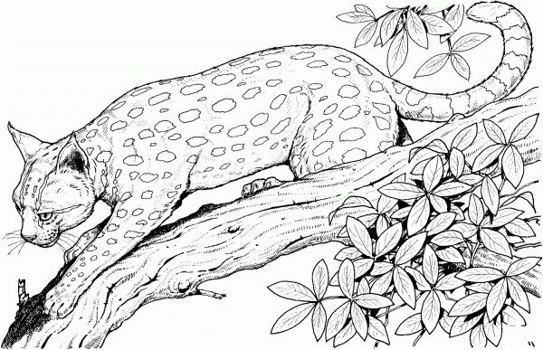 Leopard Cat On A Branch coloring page image