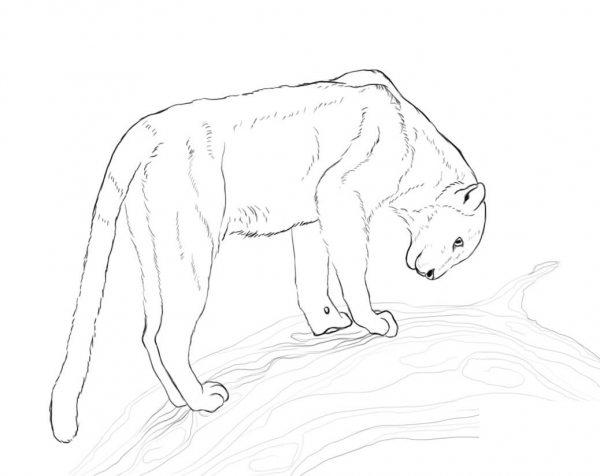 Leopard coloring page image