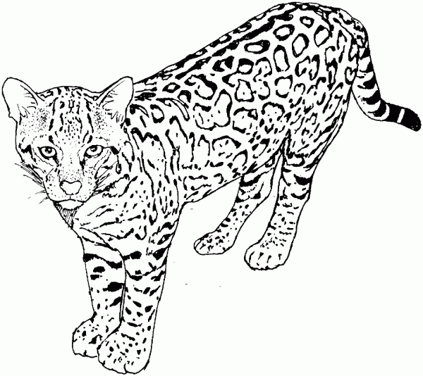 Leopard coloring page image