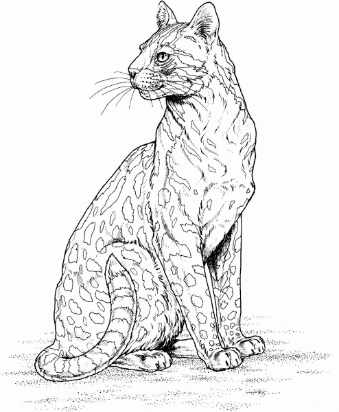 Leopard coloring page image