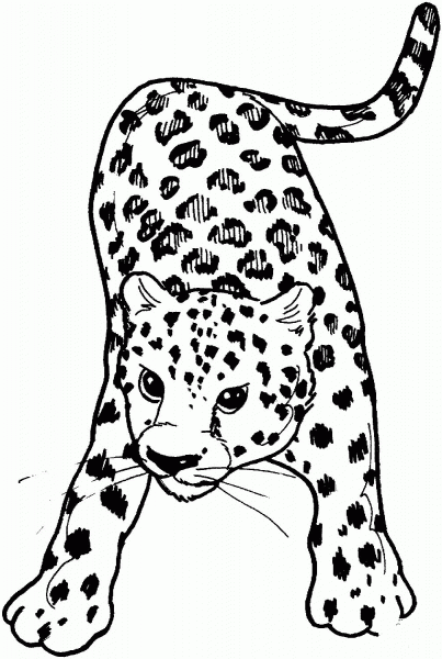 Leopard coloring page image