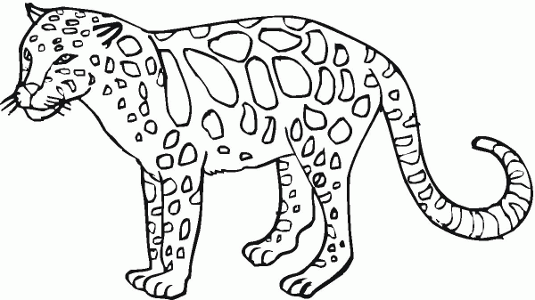 Leopard coloring page image