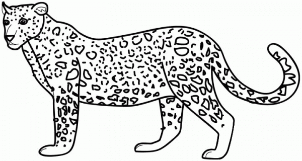 Leopard coloring page image