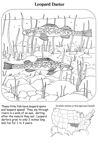 Leopard Darter coloring page image
