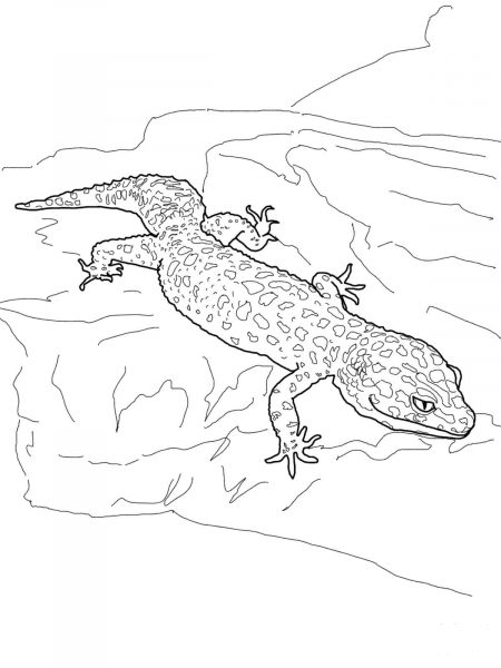 Leopard Gecko coloring page image
