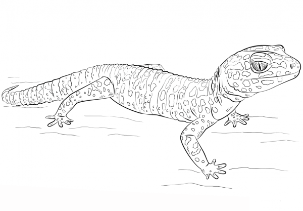 Leopard Gecko coloring page image