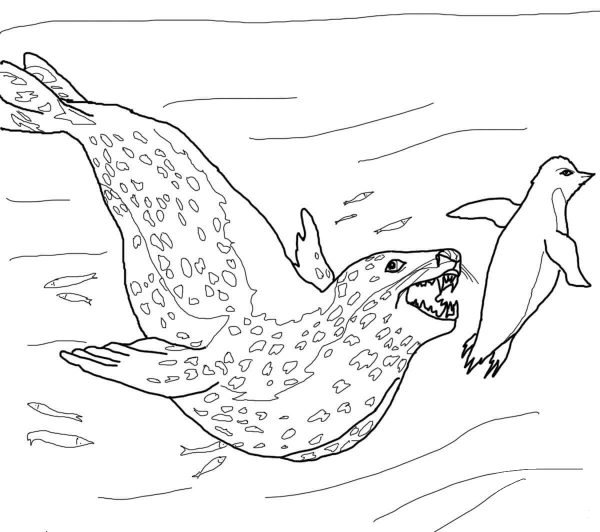 Leopard Seal Chasing Penguin coloring page image