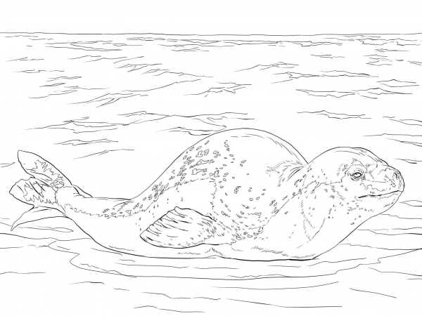 Leopard Seal coloring page image