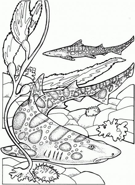Leopard Sharks coloring page image