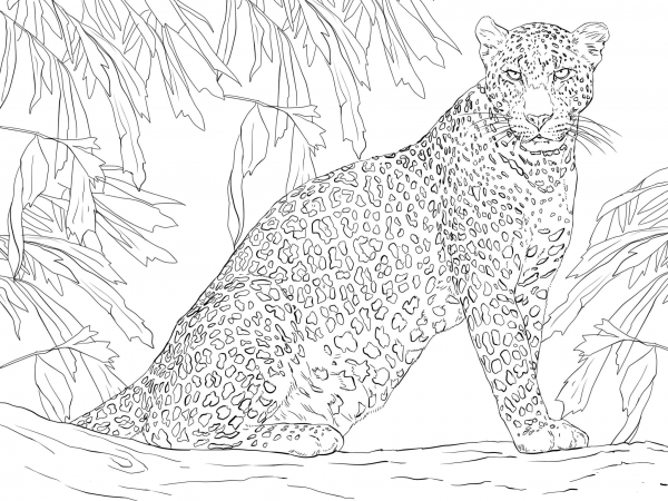 Leopard Sitting on Tree coloring page image