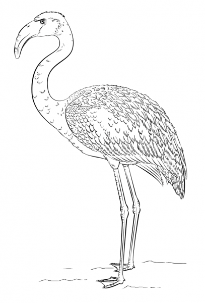 Lesser Flamingo coloring page image