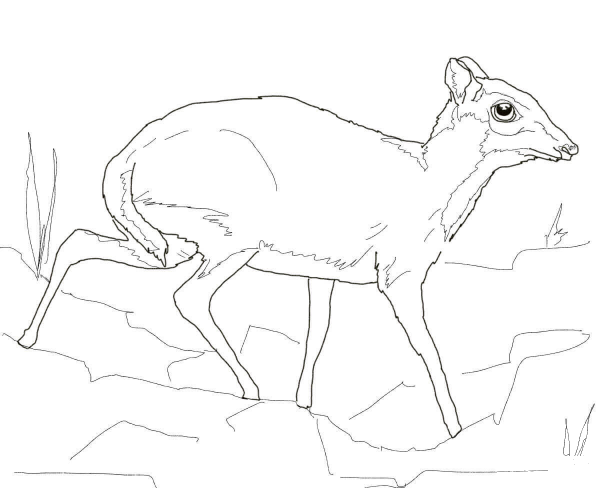 Lesser Mouse Deer coloring page image