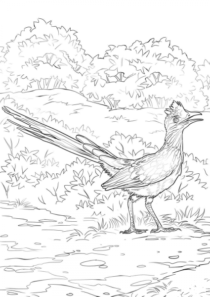Lesser Roadrunner coloring page image