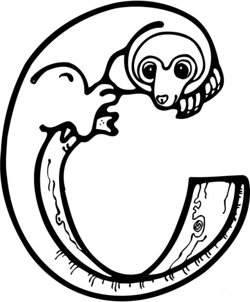 Letter C is for Cuscus coloring page image