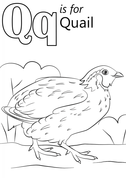 Letter Q is for Quail coloring page image