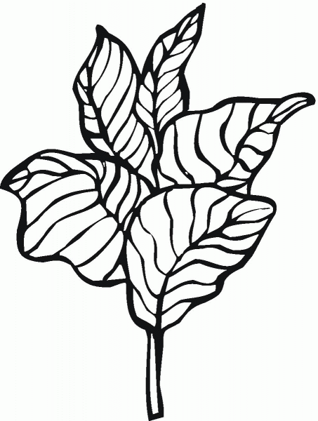 Lettuce coloring page image