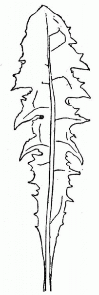 Lettuce coloring page image