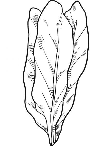 Lettuce coloring page image