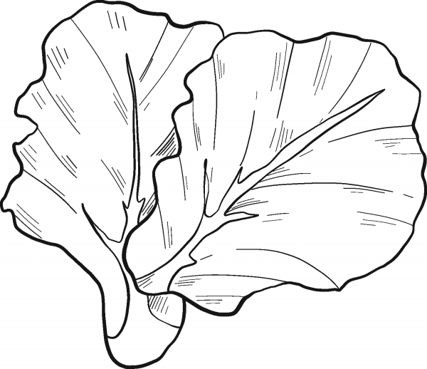 Lettuce coloring page image