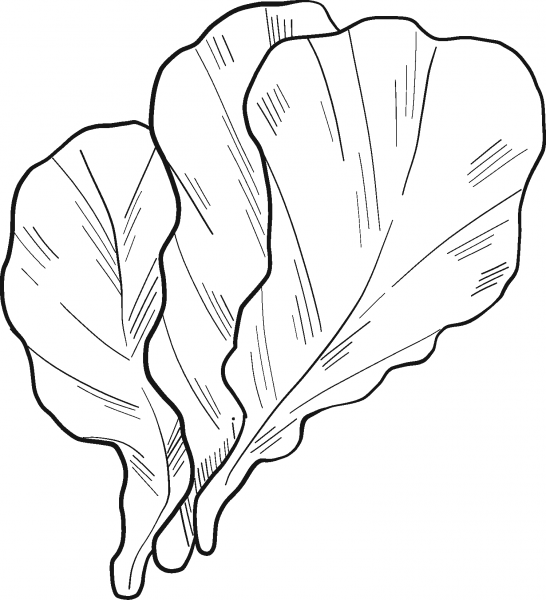 Lettuce coloring page image