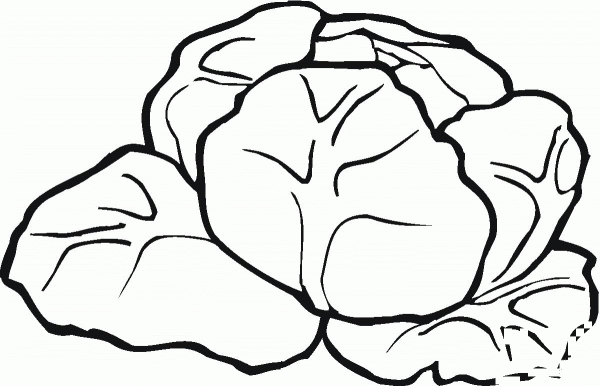 Lettuce coloring page image