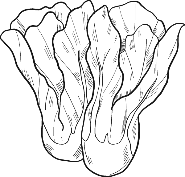 Lettuce coloring page image