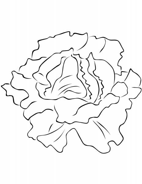 Lettuce coloring page image