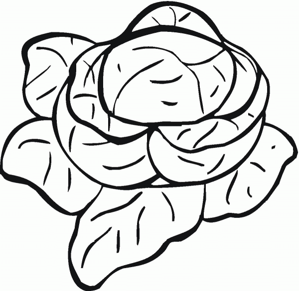 Lettuce coloring page image