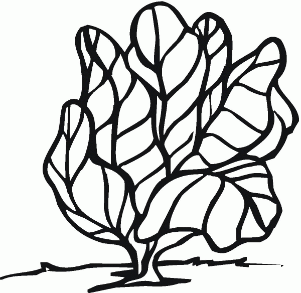 Lettuce coloring page image
