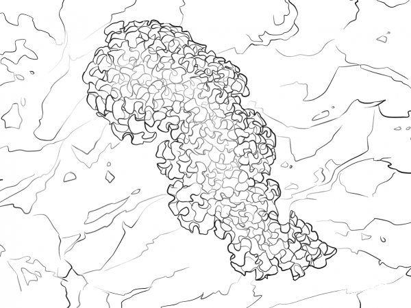 Lettuce Sea Slug coloring page image