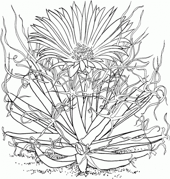 Leuchtenbergia principis or agave cactus coloring page image