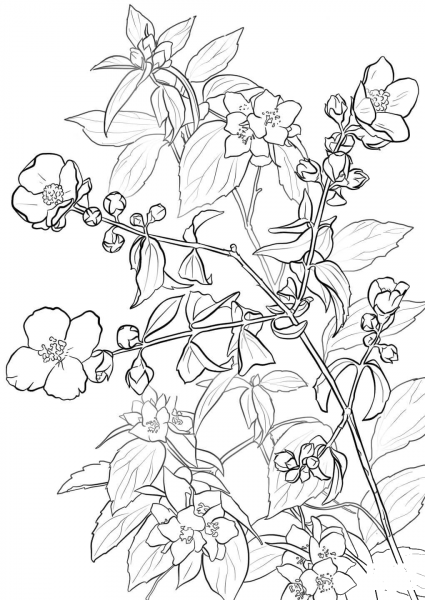 Lewis’ mock-orange or Syringa coloring page image