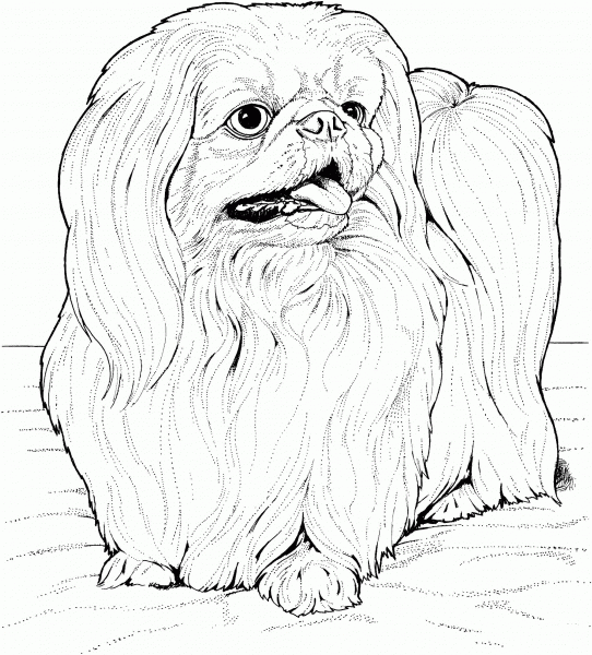 Lhasa Apso coloring page image