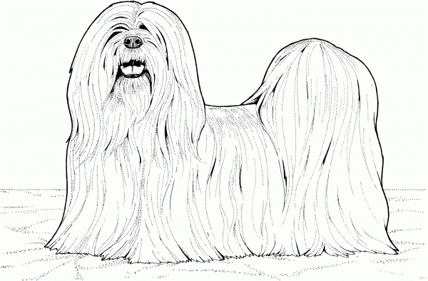 Lhasa Apso Dog coloring page image