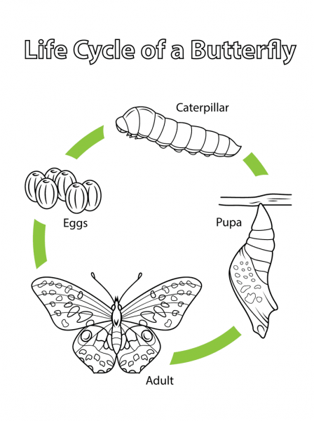 Life Cycle of a Butterfly coloring page image