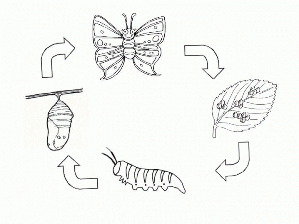 Life Cycle of a Butterfly  coloring page image